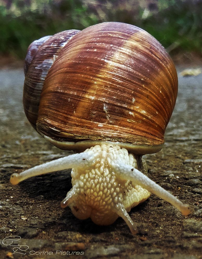 Immer ganz gemütlich