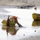 Immer Gedrängel im "Spaßbad" Goldammer (Emberiza citrinella)  beim Baden