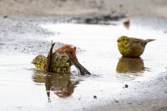 Immer Gedrängel im "Spaßbad" Goldammer (Emberiza citrinella)  beim Baden