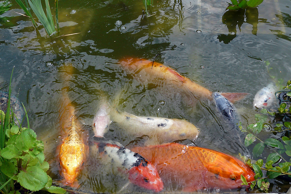 immer gefräßige Fische