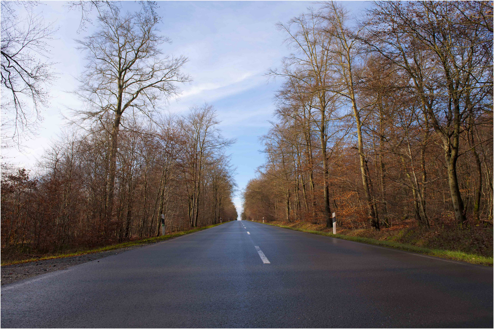 Immer geradeaus durch den Herbstwald