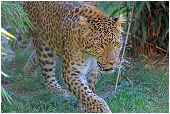 Immer hoch konzentriert