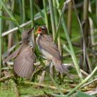 Immer Hunger! Fütterung eines jungen Drosselrohrsängers (Acrocephalus arundinaceus