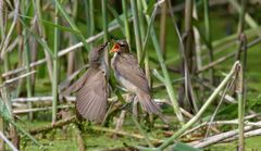 Immer Hunger! Fütterung eines jungen Drosselrohrsängers (Acrocephalus arundinaceus