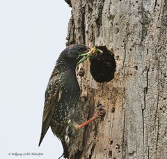 --- Immer im Einsatz ---   ( Sturnus vulgaris )