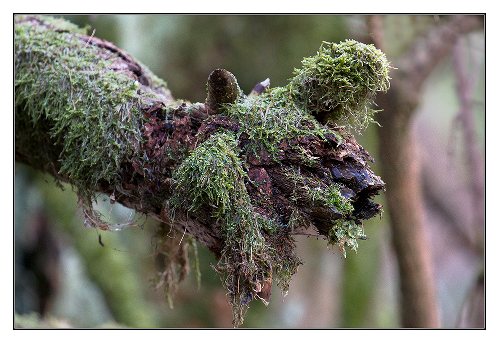 Immer im Wald aber immer gut drauf (1)