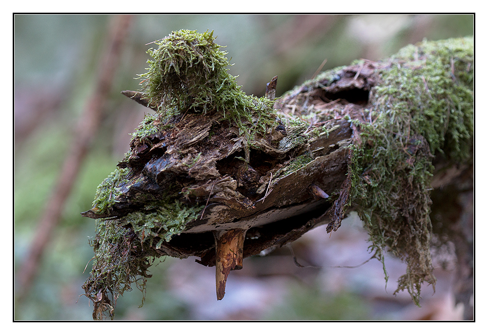 Immer im Wald aber immer gut drauf (2)