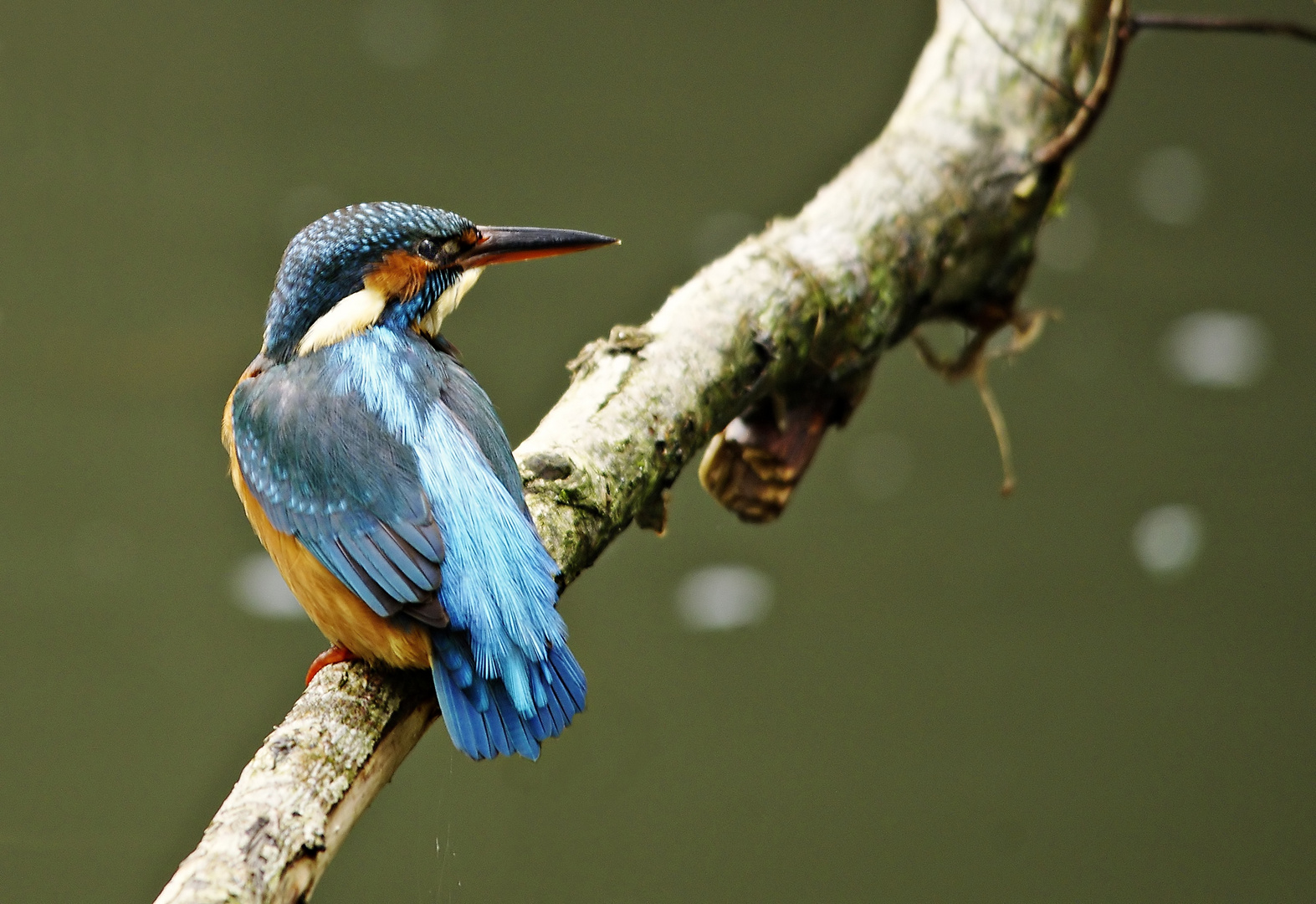 Immer in den dunkelsten Ecken - Eisvogel