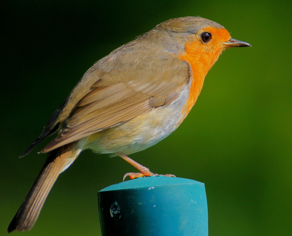 Immer in der nähe bei den Gartenarbeiten