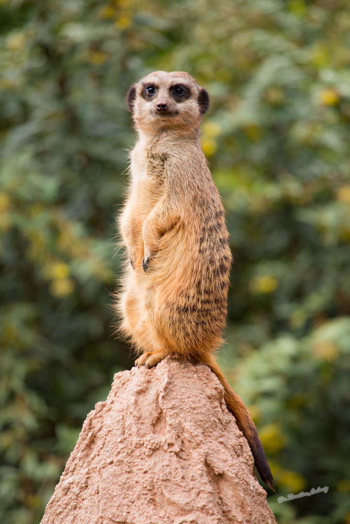 Immer Lächeln, Timon