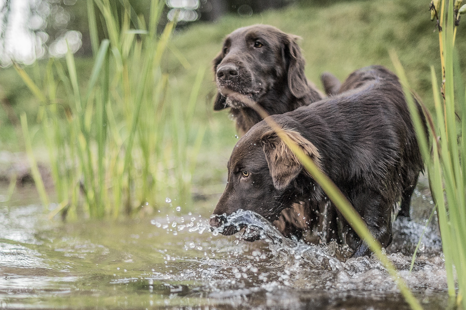 Immer lockt das Wasser