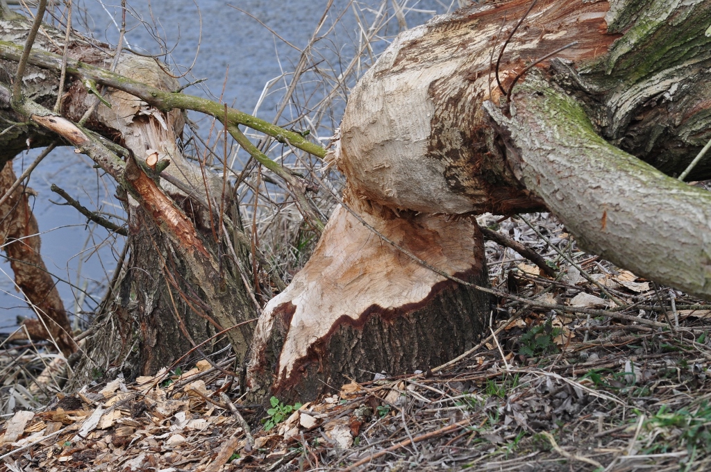 immer mehr Biberspuren an der Lippe zwischen Hamm und Lippborg