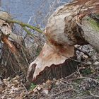 immer mehr Biberspuren an der Lippe zwischen Hamm und Lippborg