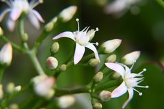 Immer mehr Geldbaumblüten gehen auf