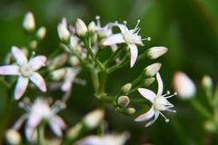 Immer mehr Geldbaumblüten gehen auf