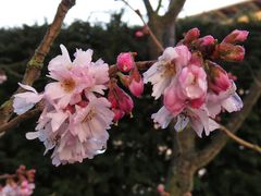 immer mehr nach Frühling