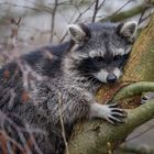 Immer mehr Wildtiere zieht es in die Städte.