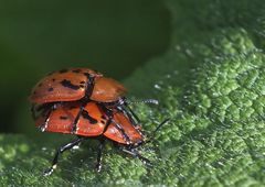 Immer mit Warnweste... (Cassida murraea)