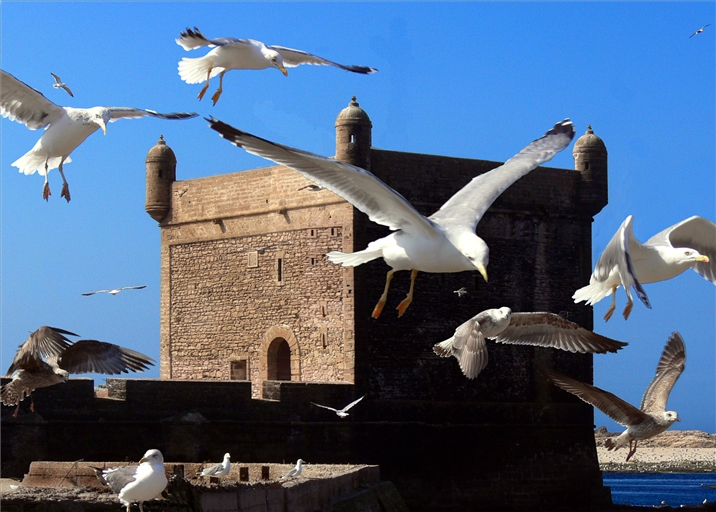 Immer Möwen am Turm von Essaouira