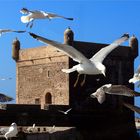 Immer Möwen am Turm von Essaouira