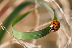 immer noch aktive Marienkäfer im Herbst