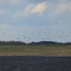 Immer noch am Niederrhein (DOKU)