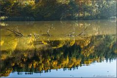 immer noch am Thalersee