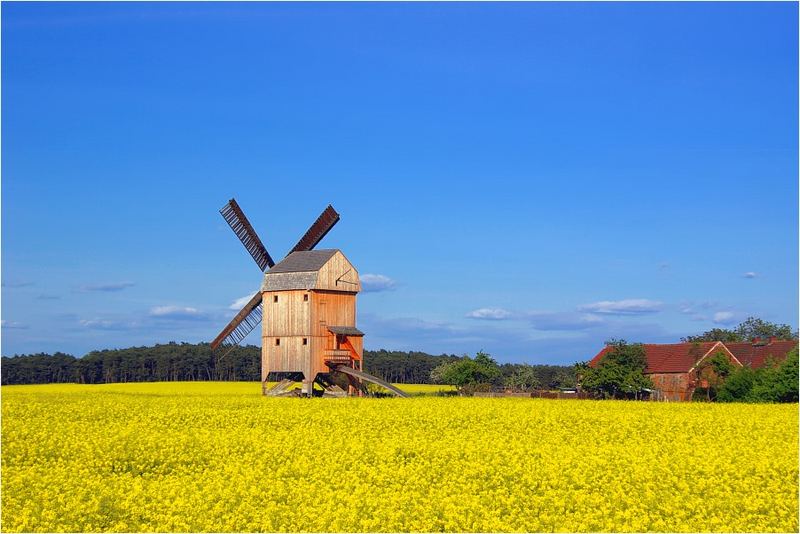 Immer noch Bock auf Rapsbilder ? Hier die "Bockwindmühle von Ketzür"