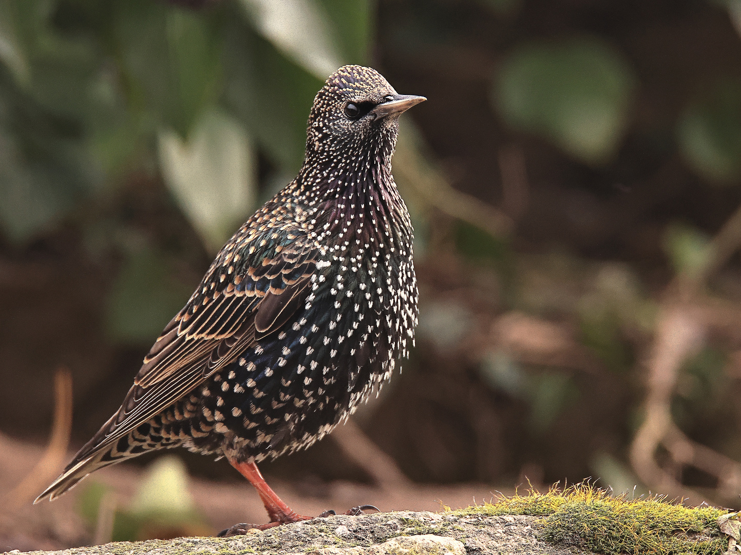 immer noch da -- Star Sturnus vulgaris