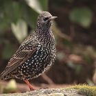 immer noch da -- Star Sturnus vulgaris