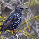 immer noch da -- Star Sturnus vulgaris