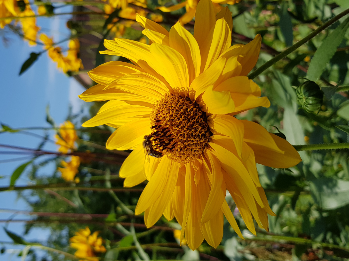 Immer noch fleißig unsere Bienchen 