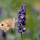 immer noch flugtauglich