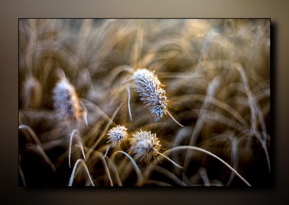 ....immer noch Frost....