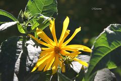 immer noch gartenübung