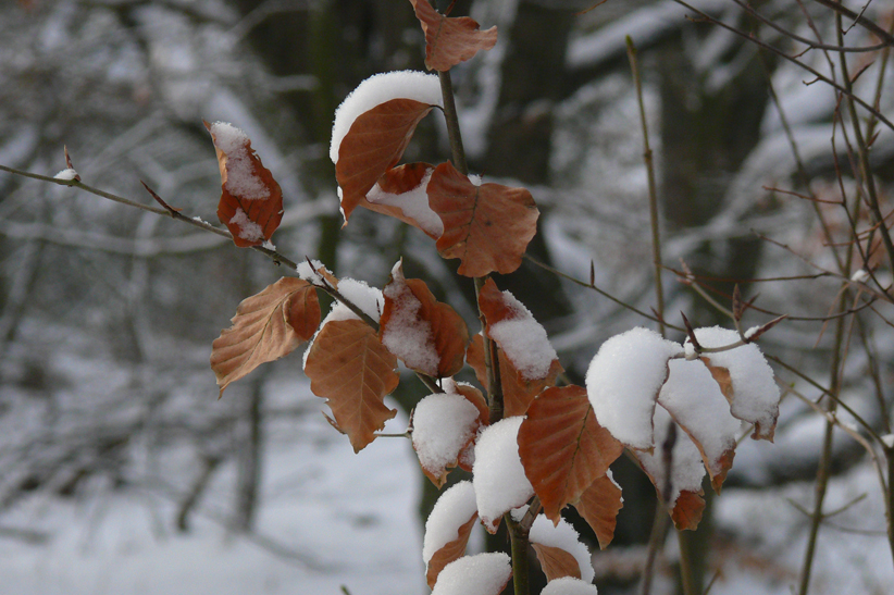 Immer noch im Wernerwald