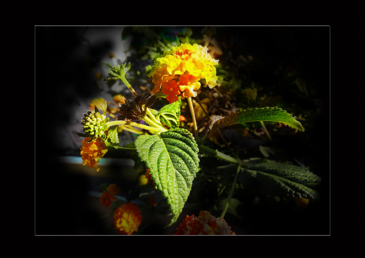 Immer noch in voller Blüte 