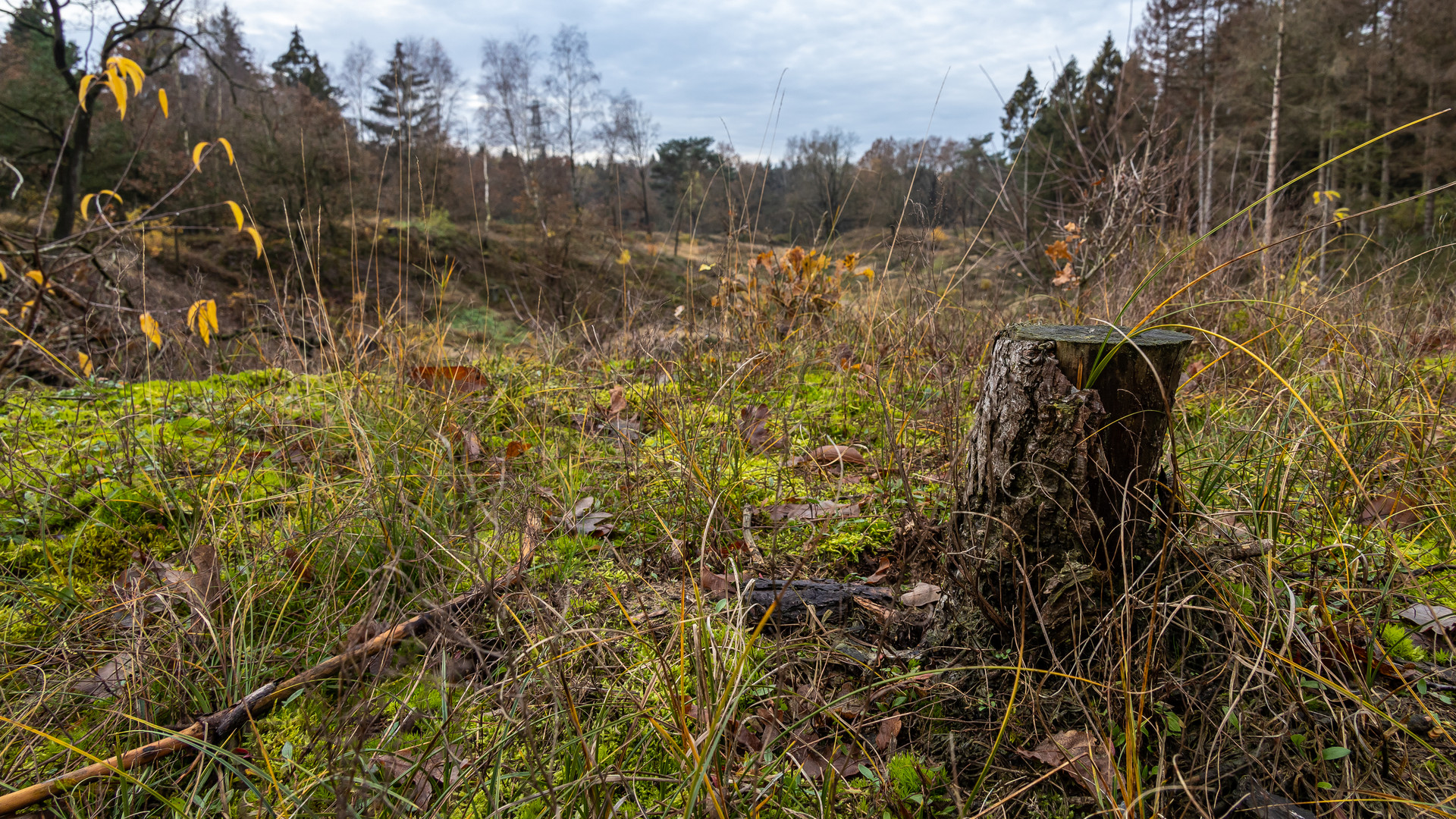 immer noch kein frühling