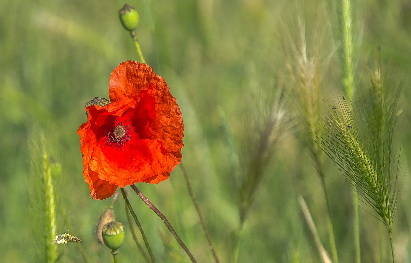 Immer noch Mohn