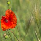 Immer noch Mohn