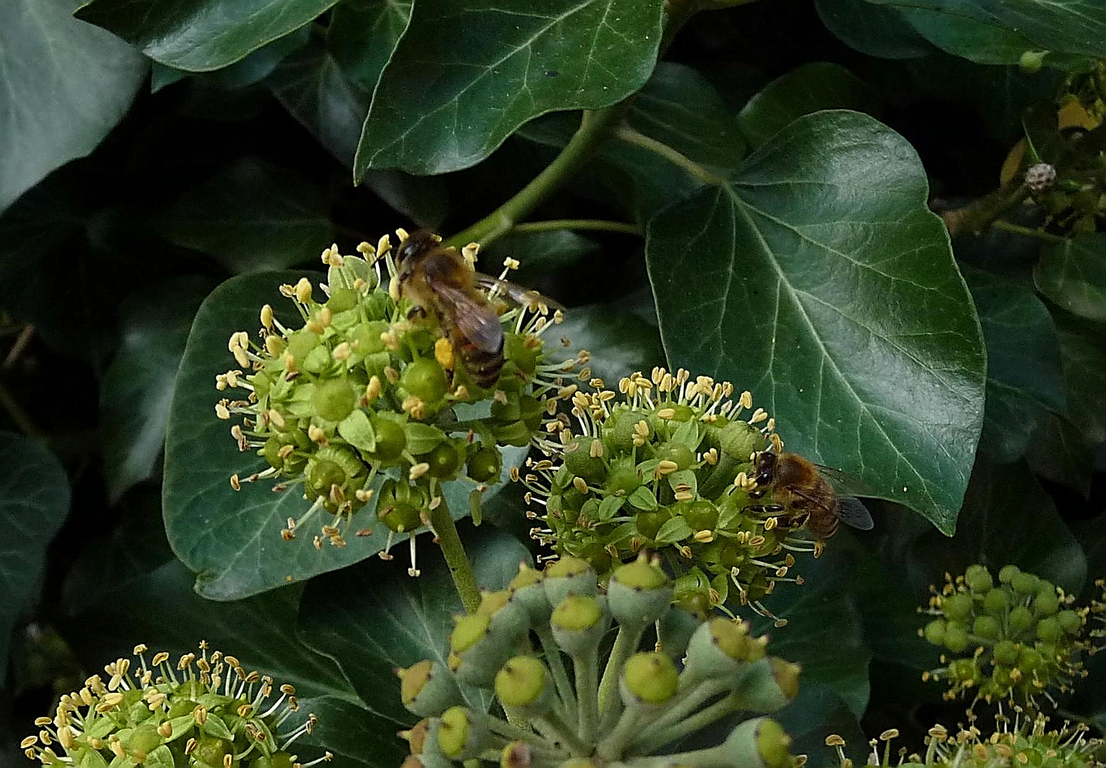 Immer noch reger Betrieb im Garten