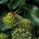 Immer noch reger Betrieb im Garten