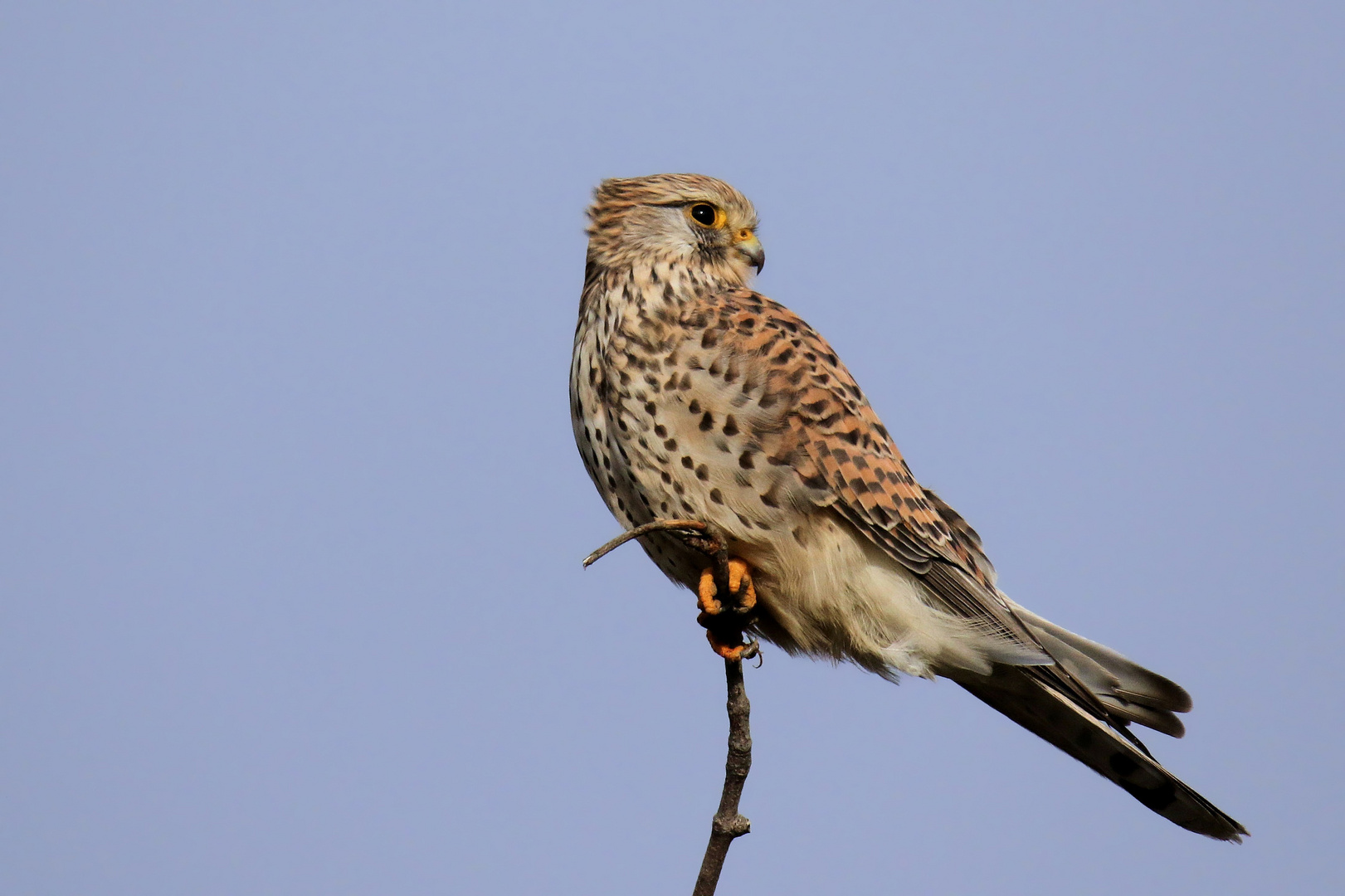 Immer noch Sturmfrisurenzeit.... Turmfalke (Falco tinnunculus) 