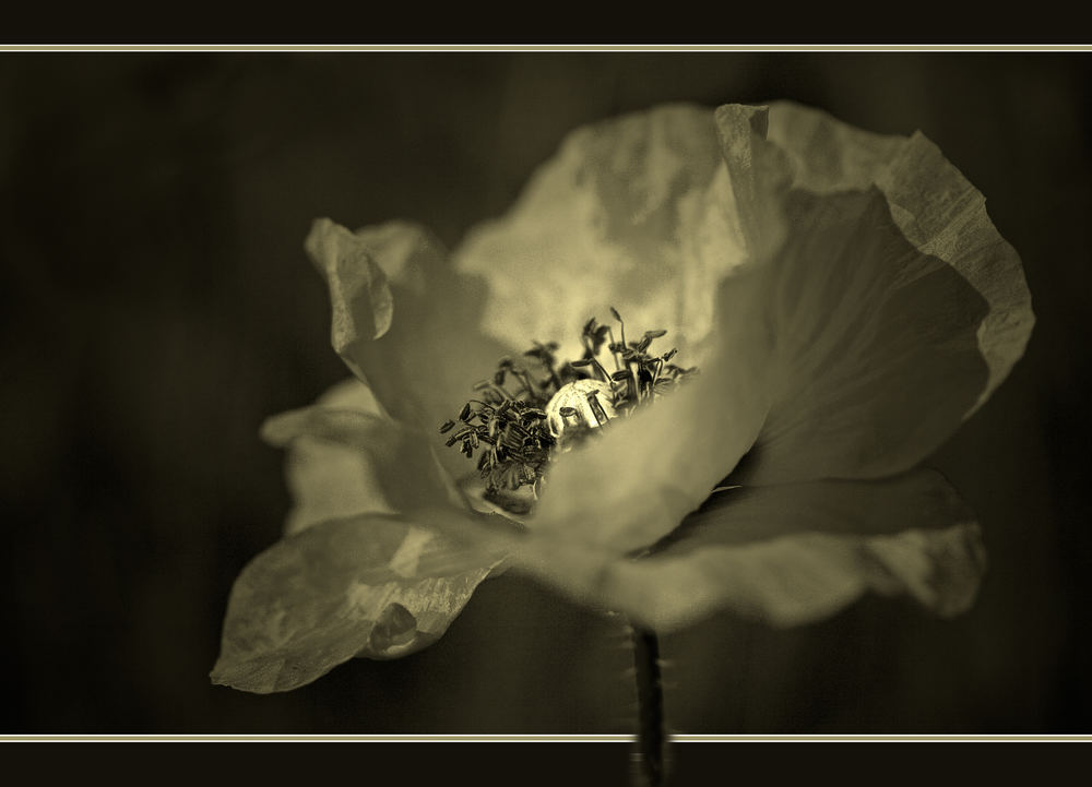 immer noch süchtig nach Mohn