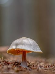 Immer noch viele Pilze in den Wäldern ...