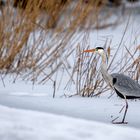 immer noch Winter