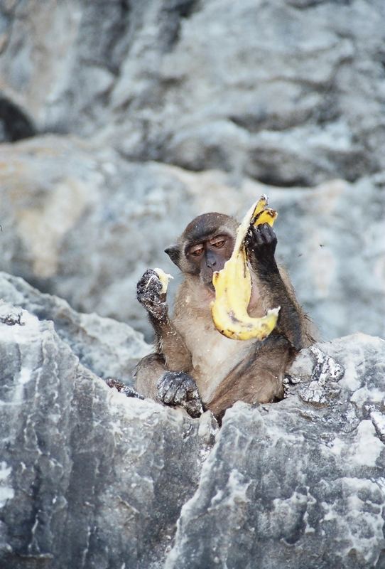 Immer nur Bananen