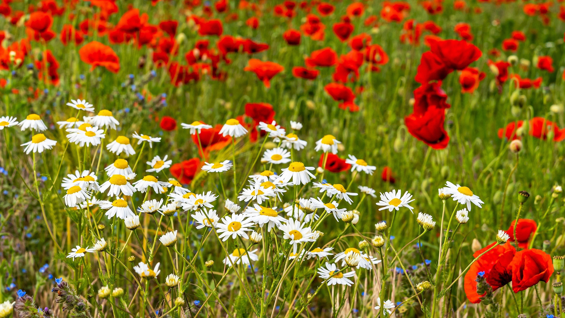 Immer nur dieser Mohn ...