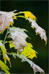 Immer nur Regen