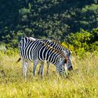 Immer paarweise die Zebras.          ....DSC_3990